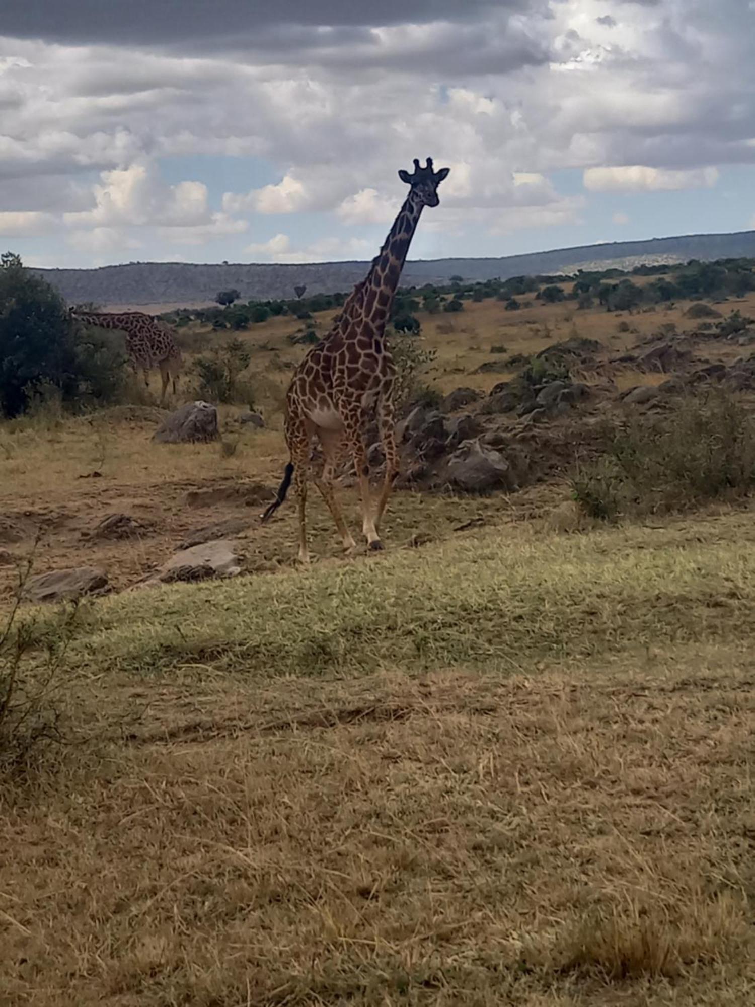 马赛马拉 Giraffe Hills Mara Camp酒店 外观 照片